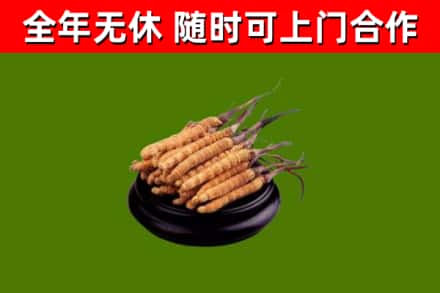 南芬回收散虫草
